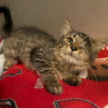 Ramona -  Domestic Medium Hair Cat for Adoption in Dayton, Ohio - Ramona | PetCurious