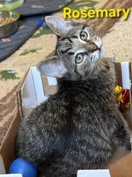 Rosemary (siblings are Basil, Fennel, Dill & Sage) -  Tabby Cat for Adoption in Brighton, Michigan - Rosemary (siblings Are Basil, Fennel, Dill & Sage) | PetCurious
