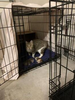 Wisdom -  Domestic Short Hair Cat Available for Adoption in The Woodlands, Texas - Wisdom | PetCurious