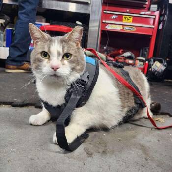 Jugo -  Domestic Short Hair Cat Available for Adoption in Piscataway, New Jersey - Jugo | PetCurious