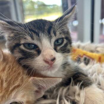 Domestic Short Hair Cats Available for Adoption in Leander, Texas - Great Pyramid | PetCurious