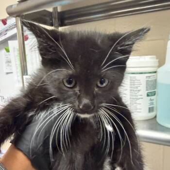 Roxie -  Domestic Short Hair Cat for Adoption in Reno, Nevada - Roxie | PetCurious