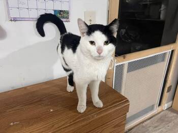 Domestic Short Hair Cats Available for Adoption in Cleveland, Ohio - Tupac | PetCurious