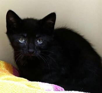 CHIMNEY -  Domestic Short Hair Cat for Adoption in Dedham, Massachusetts - CHIMNEY | PetCurious