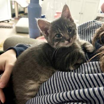 Domestic Short Hair Cats Available for Adoption in Burbank, California - MR. BUSINESS | PetCurious