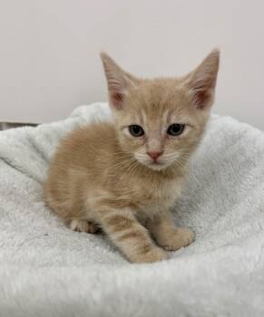Pumpkin -  Domestic Short Hair Cat for Adoption in Sonora, California - Pumpkin | PetCurious