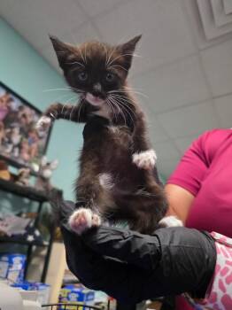Domestic Short Hair Cats Available for Adoption in Rockport, Texas - K2 | PetCurious