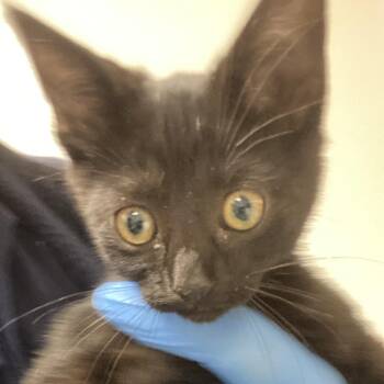 72168 -  Domestic Short Hair Cat for Adoption in Harrisonburg, Virginia - 72168 | PetCurious