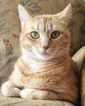 Rescue Domestic Short Hair Cats for Adoption in Seven Valleys, Pennsylvania - Makka And Nala | PetCurious