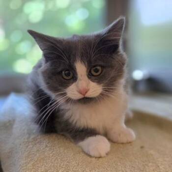 Veronica -  Domestic Medium Hair and Domestic Short Hair Cat for Adoption in Westland, Michigan - Veronica | PetCurious