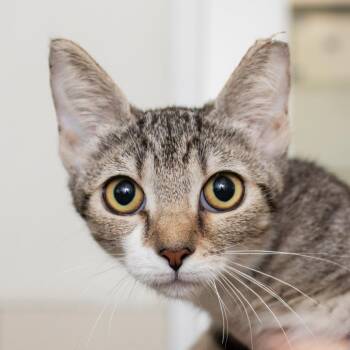 Nugget -  Domestic Short Hair Cat for Adoption in Middletown, Rhode Island - Nugget | PetCurious
