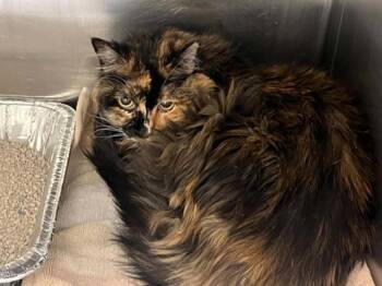 LOVEY -  Domestic Long Hair Cat for Adoption in Tustin, California - LOVEY | PetCurious