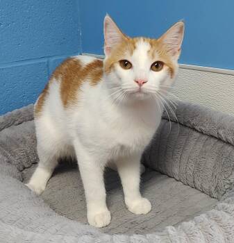 Bagel -  Domestic Medium Hair Cat for Adoption in Ellijay, Georgia - Bagel | PetCurious
