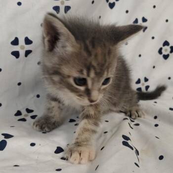 Sahara (tan collar) -  Domestic Short Hair Cat for Adoption in Coos Bay, Oregon - Sahara (tan Collar) | PetCurious