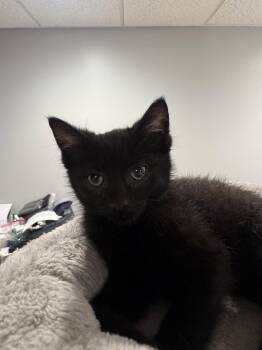 Goomba -  Bombay and Domestic Short Hair Cat for Adoption in Georgetown, Kentucky - Goomba | PetCurious