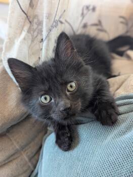 Gonzo -  Domestic Medium Hair Cat for Adoption in El Centro, California - Gonzo | PetCurious