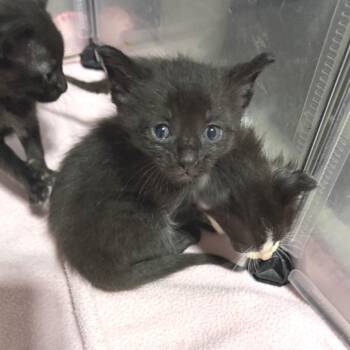 Wolfe -  Domestic Short Hair Cat for Adoption in Albert Lea, Minnesota - Wolfe | PetCurious