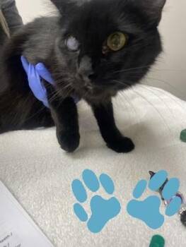 Mocha Latte -  Domestic Short Hair and Siamese Cat for Adoption in Sacramento, California - Mocha Latte | PetCurious