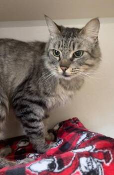 Luna -  Domestic Short Hair Cat for Adoption in East Brookfield, Massachusetts - Luna | PetCurious