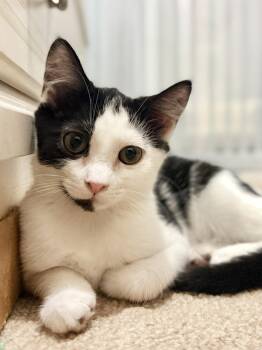 Mags -  Domestic Short Hair Cat for Adoption in Herndon, Virginia - Mags | PetCurious