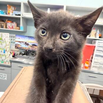 Shampoo (purple) -  Domestic Short Hair Cat for Adoption in Greensboro, North Carolina - Shampoo (purple) | PetCurious