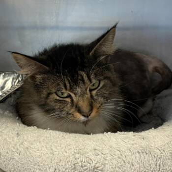 Domestic Short Hair Cats Available for Adoption in Huntington, West Virginia - Fiona | PetCurious