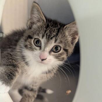 Domestic Short Hair Cats Available for Adoption in Fenton, Michigan - Macy | PetCurious
