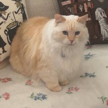 Ginger -  Domestic Long Hair Cat for Adoption in Carlin, Nevada - Ginger | PetCurious