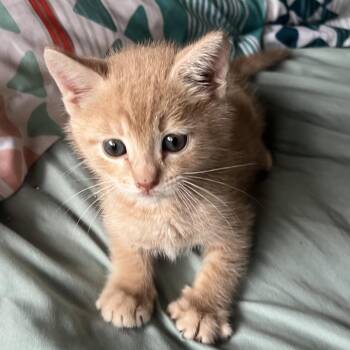 Tubby COH-A-67111 -  Domestic Short Hair Cat for Adoption in Volcano, Hawaii - Tubby COH-A-67111 | PetCurious