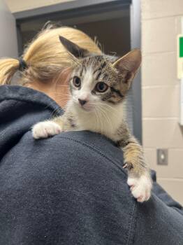Kirby CS-290/26 -  Domestic Short Hair Cat for Adoption in Burlington, Ontario - Kirby CS-290/26 | PetCurious
