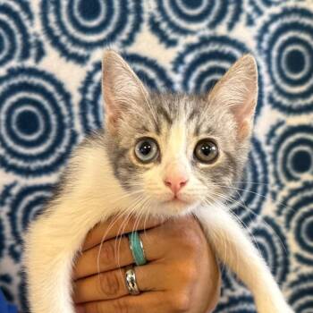 Peaches -  Domestic Short Hair Cat for Adoption in Goleta, California - Peaches | PetCurious