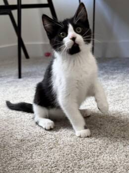 King -  Domestic Short Hair Cat for Adoption in Ephrata, Washington - King | PetCurious