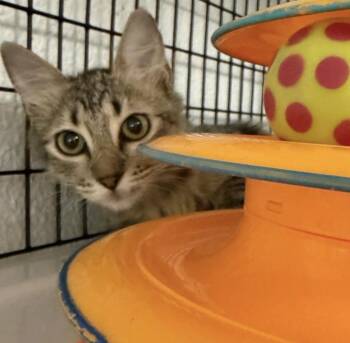 Ares -  Tabby and Domestic Short Hair Cat for Adoption in Humble, Texas - Ares | PetCurious