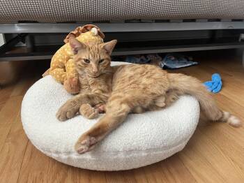 Domestic Short Hair Cats Available for Adoption in Evanston, Illinois - Seabiscuit | PetCurious