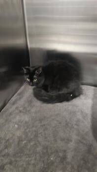 Domestic Long Hair Cats Available for Adoption in Dallas, Texas - RENEESME | PetCurious