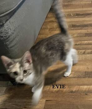 Evie -  Domestic Short Hair and Tortoiseshell Cat for Adoption in Morehead, Kentucky - Evie | PetCurious