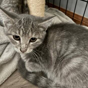 Claire -  Domestic Short Hair Cat for Adoption in Carmel, Indiana - Claire | PetCurious