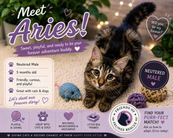 Aries -  Domestic Long Hair Cat for Adoption in Rio Linda, California - Aries | PetCurious