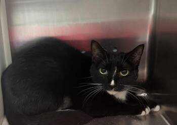 Lila -  Domestic Short Hair Cat for Adoption in Columbia, Tennessee - Lila | PetCurious
