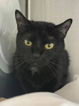 Drizzy -  Domestic Short Hair Cat for Adoption in West Chester, Pennsylvania - Drizzy | PetCurious