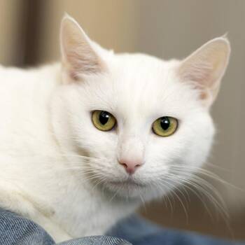 Domestic Short Hair Cats Available for Adoption in Chicago, Illinois - Duchess | PetCurious