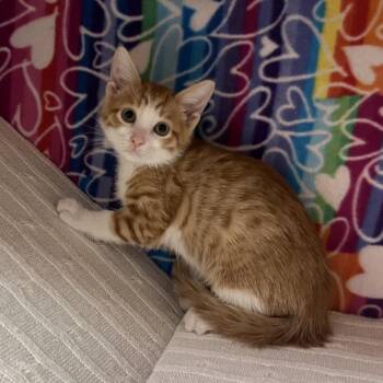 Peter Pan -  Domestic Short Hair Cat for Adoption - Peter Pan | PetCurious