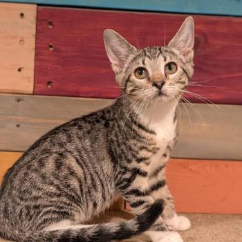 Derriere -  Domestic Short Hair Cat for Adoption in Cape Girardeau, Missouri - Derriere | PetCurious