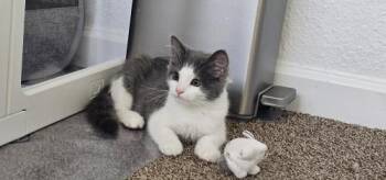 Ceanothus -  Domestic Short Hair Cat for Adoption in Parlier, California - Ceanothus | PetCurious