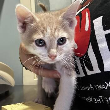 Domestic Short Hair Cats Available for Adoption in Chattanooga, Tennessee - Wyvern | PetCurious