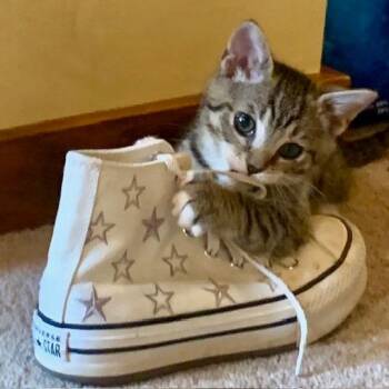 Mouse -  Domestic Short Hair Cat for Adoption in La Grange, Kentucky - Mouse | PetCurious