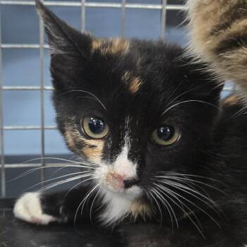 Salsa -  Domestic Short Hair Cat for Adoption in Newark, New Jersey - Salsa | PetCurious