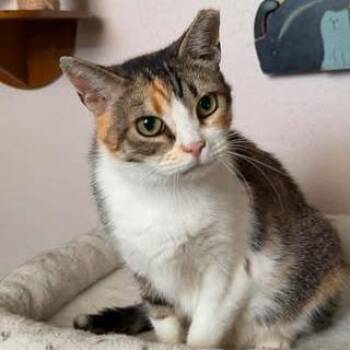 Kallie -  Domestic Short Hair Cat for Adoption in Madison, Wisconsin - Kallie | PetCurious