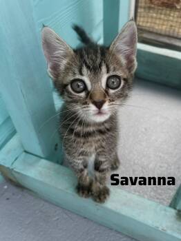 American Shorthair and Domestic Short Hair Cats Available for Adoption in Shrewsbury, Massachusetts - Savanna | PetCurious