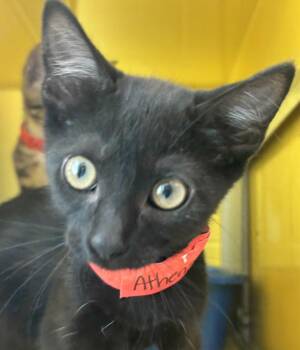 Athena -  Domestic Short Hair Cat for Adoption in Golden, Colorado - Athena | PetCurious